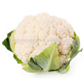 NCF37 Qie China semillas de coliflor proveedor para la venta